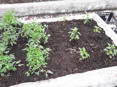 Pimentos e tomates